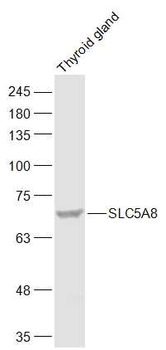 SLC5A8 Rabbit Polyclonal Antibody