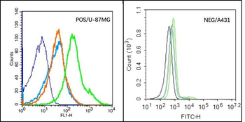 HAS1 Rabbit Polyclonal Antibody