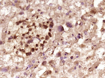 GATA2 Rabbit Polyclonal Antibody