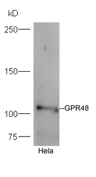 GPR48 Rabbit Polyclonal Antibody