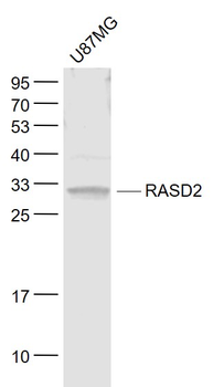 RASD2 Rabbit Polyclonal Antibody