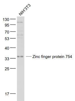 Zinc finger protein 754 Rabbit Polyclonal Antibody
