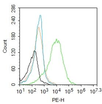 ICAM4 Rabbit Polyclonal Antibody
