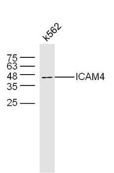 ICAM4 Rabbit Polyclonal Antibody