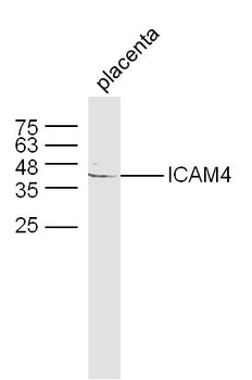 ICAM4 Rabbit Polyclonal Antibody