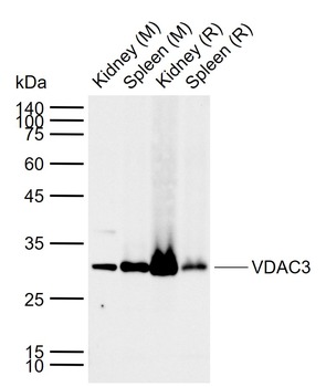 VDAC3 Rabbit Polyclonal Antibody