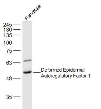 Deformed Epidermal Autoregulatory Factor 1 Rabbit Polyclonal Antibody