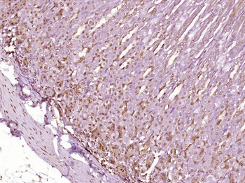 CLK2 Rabbit Polyclonal Antibody