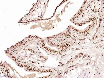 NIFK Rabbit Polyclonal Antibody