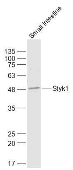 Styk1 Rabbit Polyclonal Antibody
