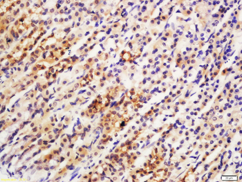 ARL11 Rabbit Polyclonal Antibody