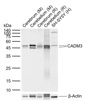 CADM3 Rabbit Polyclonal Antibody