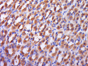 RAB9 Rabbit Polyclonal Antibody