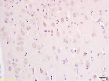 RAB9 Rabbit Polyclonal Antibody