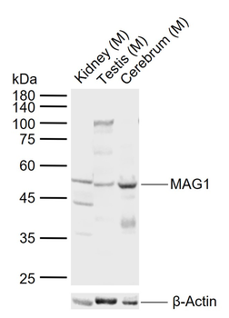 MAG1 Rabbit Polyclonal Antibody