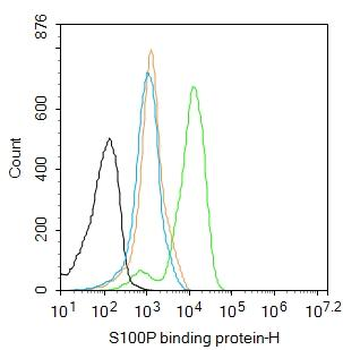 S100P binding protein Rabbit Polyclonal Antibody
