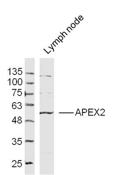 APEX2 Rabbit Polyclonal Antibody