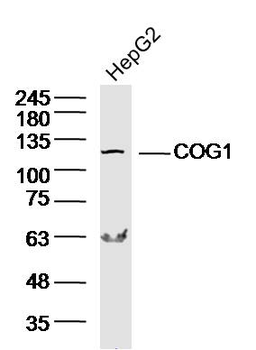 COG1 Rabbit Polyclonal Antibody