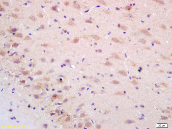 NALP2 Rabbit Polyclonal Antibody