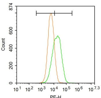 SLC26A4 Rabbit Polyclonal Antibody