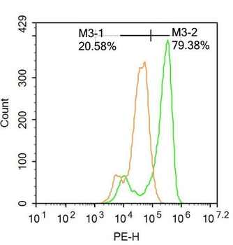 TRIB3 Rabbit Polyclonal Antibody