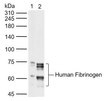 Fibrinogen alpha chain Rabbit Polyclonal Antibody