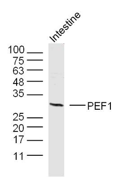 PEF1 Rabbit Polyclonal Antibody