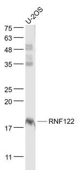 RNF122 Rabbit Polyclonal Antibody