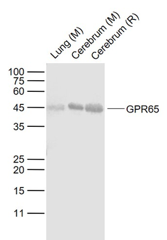 GPR65 Rabbit Polyclonal Antibody