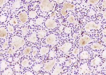 NEK7 Rabbit Polyclonal Antibody