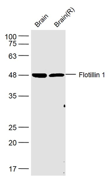 Flotillin 1 Rabbit Polyclonal Antibody