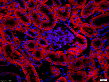 FAP Rabbit Polyclonal Antibody