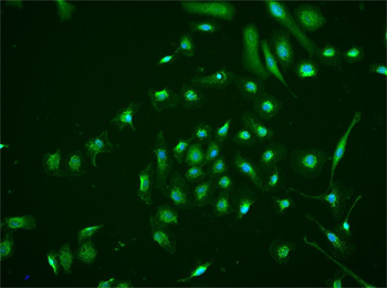 HIF3 alpha Rabbit Polyclonal Antibody