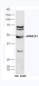 ARMCX1 Rabbit Polyclonal Antibody