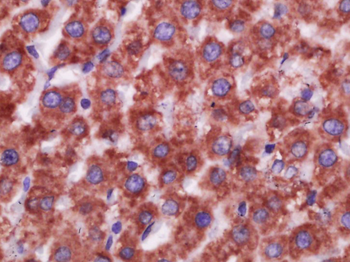 CD16 Rabbit Polyclonal Antibody