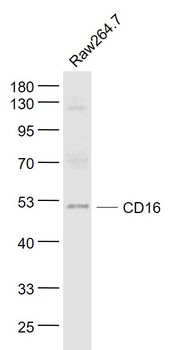 CD16 Rabbit Polyclonal Antibody