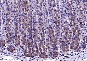 BAD (phospho-Ser128) antibody