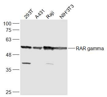RAR gamma Rabbit Polyclonal Antibody