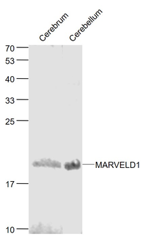 MARVELD1 Rabbit Polyclonal Antibody