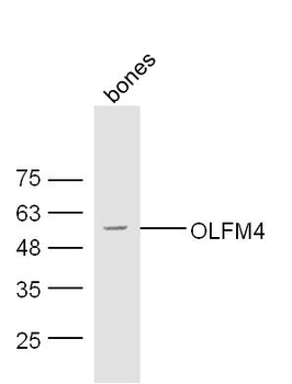 OLFM4 Rabbit Polyclonal Antibody