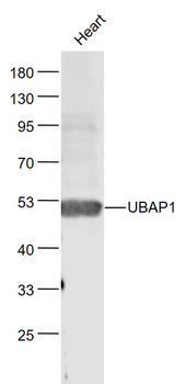 UBAP1 Rabbit Polyclonal Antibody