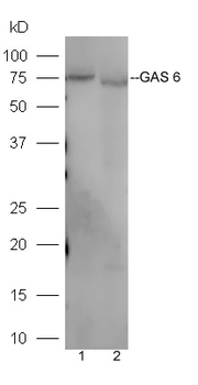 GAS 6 Rabbit Polyclonal Antibody