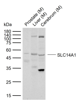 SLC14A1 Rabbit Polyclonal Antibody