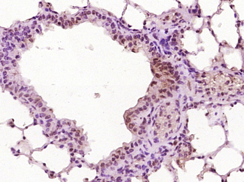 MND1 Rabbit Polyclonal Antibody