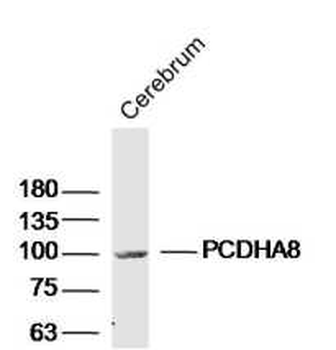 PCDHA8 Rabbit Polyclonal Antibody