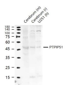 PTPIP51 Rabbit Polyclonal Antibody