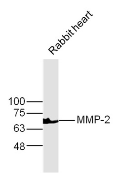 MMP-2 antibody