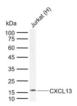CXCL13/BCA1 Rabbit Polyclonal Antibody