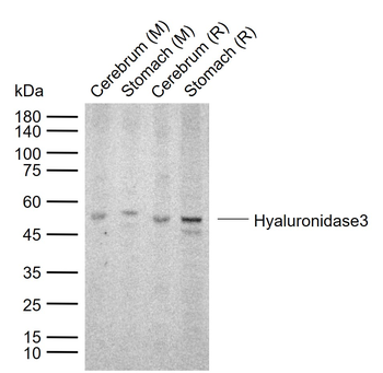 Hyaluronidase3 Rabbit Polyclonal Antibody
