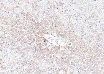 Angiopoietin-like 4 Rabbit Polyclonal Antibody